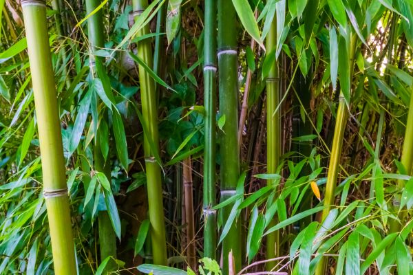 Bamboo Trimming in Novato