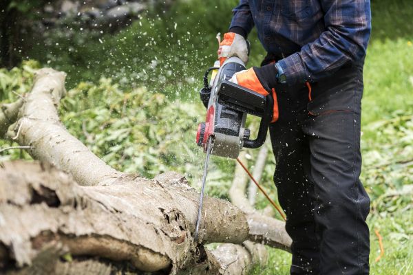 Branch Removal Service in Novato