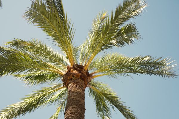 Palm Tree Pruning in Novato