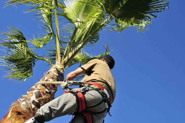 Palm Tree Trimming in Novato
