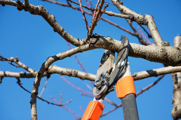 Residential Tree Service in Novato