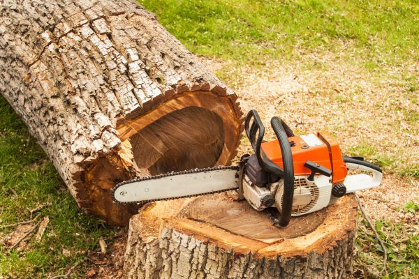 Tree Cutting Service in Novato