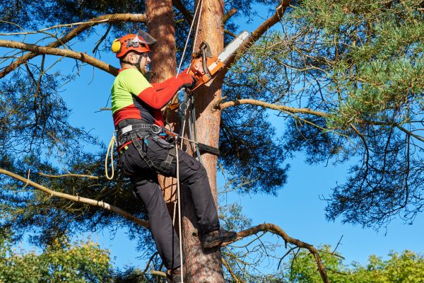 Tree Service in Novato