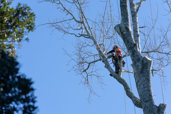 Tree Topping Service in Novato