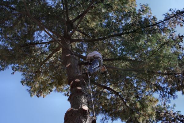 Trimming Service in Novato