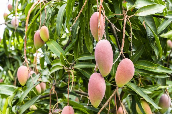 Mango Tree Trimming in Novato