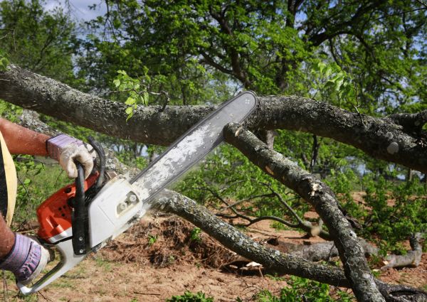 Tree Branch Cutting in Novato