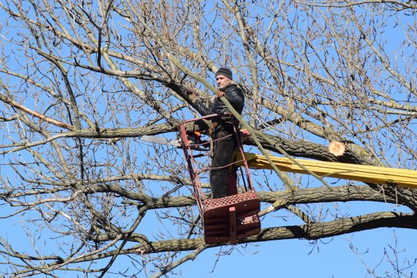 Emergency Tree Trimming in Novato