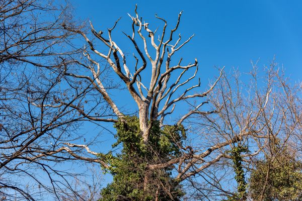 Deadwood Removal in Novato