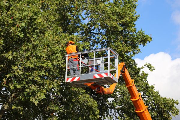 Commercial Tree Service in Novato