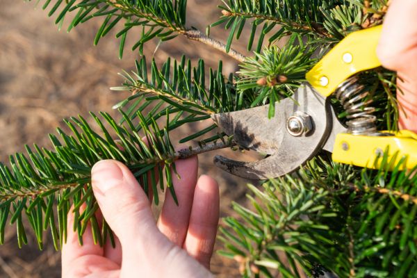 Pine Tree Pruning in Novato