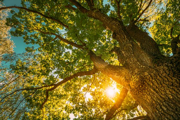 Cost of Oak Tree Pruning in Novato