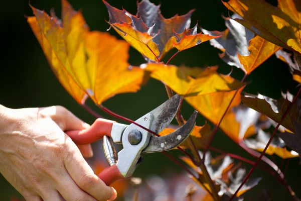 Cost of Maple Tree Pruning in Novato