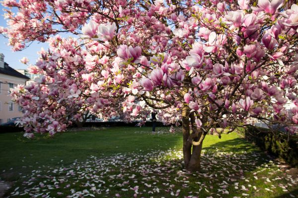 Magnolia Tree Pruning in Novato