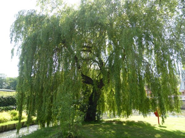 Willow Tree Trimming in Novato