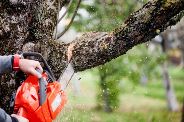 Cost of Tree Limbs Removal in Novato