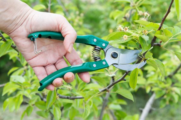 Cost of Pear Tree Pruning in Novato