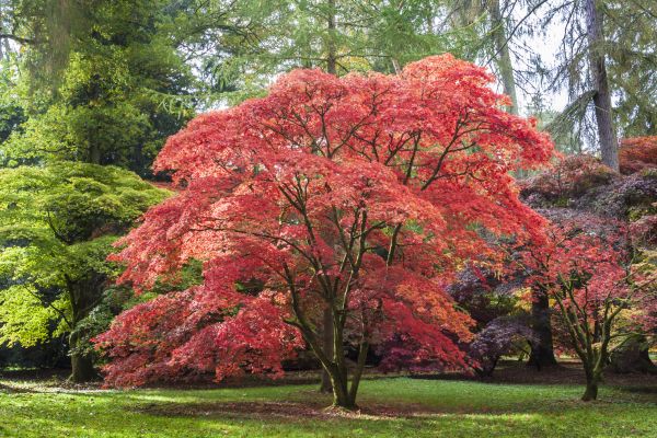 Japanese Maple Pruning in Novato