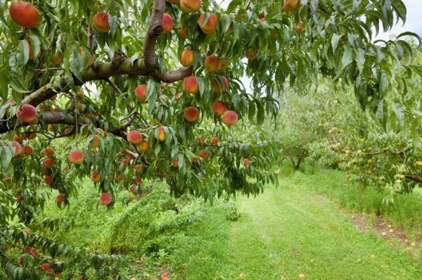 Cost of Peach Tree Pruning in Novato