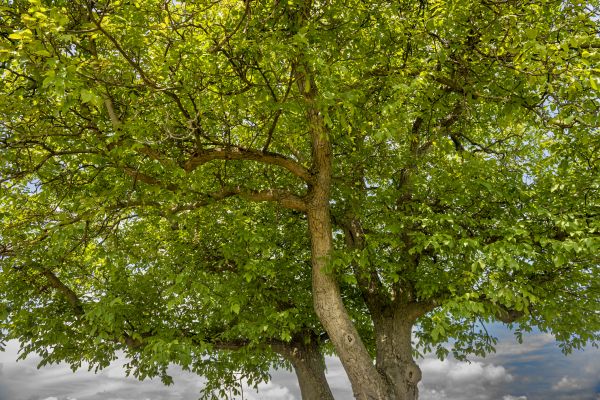 Walnut Tree Trimming in Novato