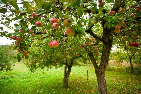 Apple Tree Pruning in Novato