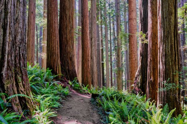 Redwood Tree Trimming in Novato