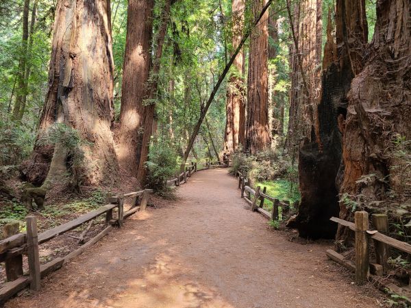 Redwood Tree Pruning in Novato