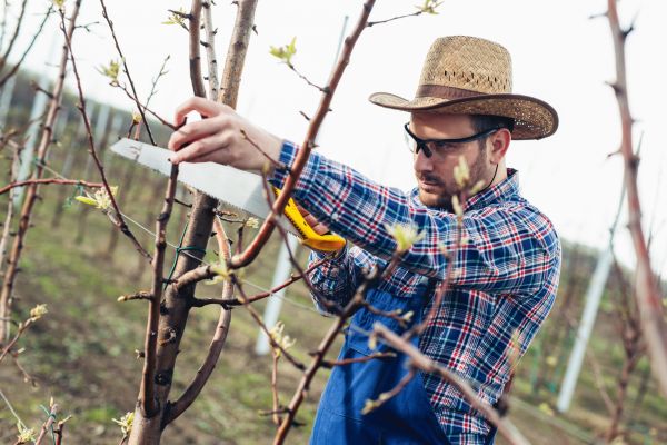 Orchard Tree Pruning in Novato