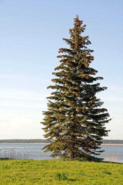 Spruce Tree Pruning in Novato