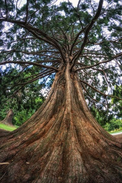 Cedar Tree Pruning in Novato
