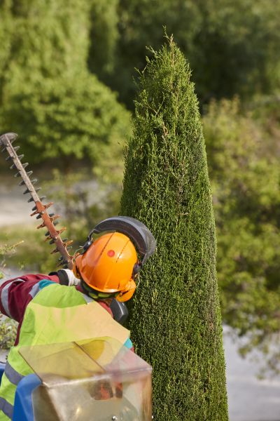Cypress Tree Trimming in Novato