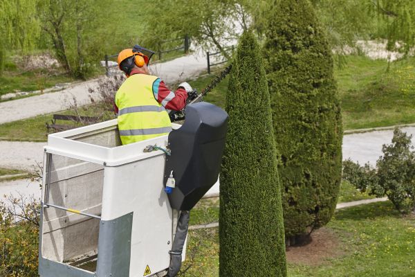 Cypress Tree Pruning in Novato