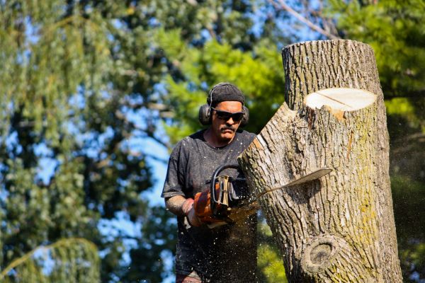 Ash Tree Pruning in Novato