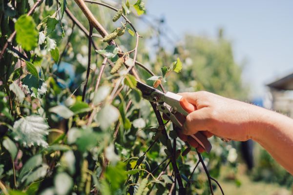 Birch Tree Pruning in Novato