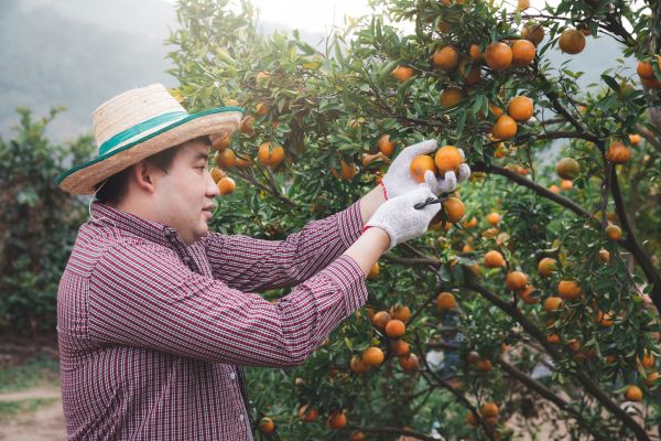 Orange Tree Pruning in Novato