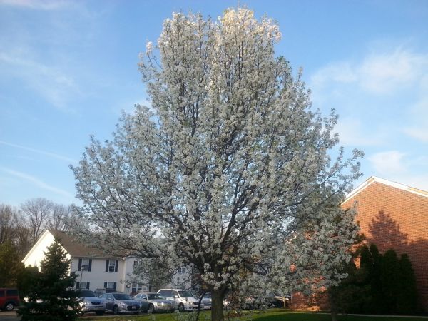 Bradford Pear Tree Pruning in Novato