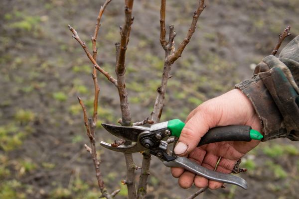 Cost of Pear Trees Pruning in Novato