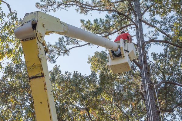 Limbs Trimming in Novato