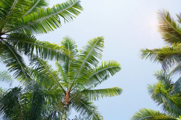 Queen Palm Tree Trimming in Novato