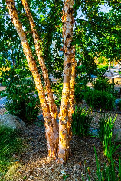 River Birch Trimming in Novato
