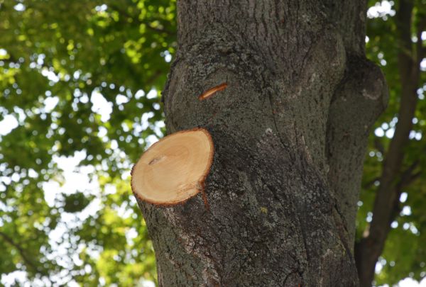 Limb Cutting in Novato