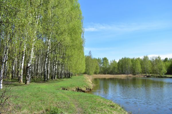 River Birch Pruning in Novato