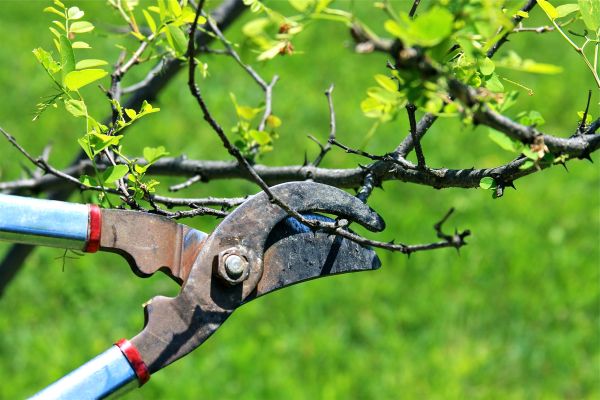 Branches Pruning in Novato