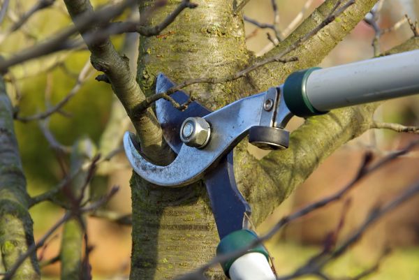 Tree Limb Trimming Service in Novato