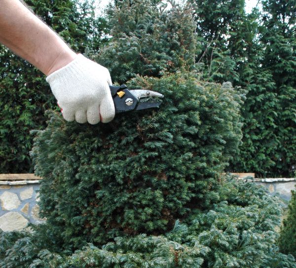 Ornamental Tree Trimming in Novato