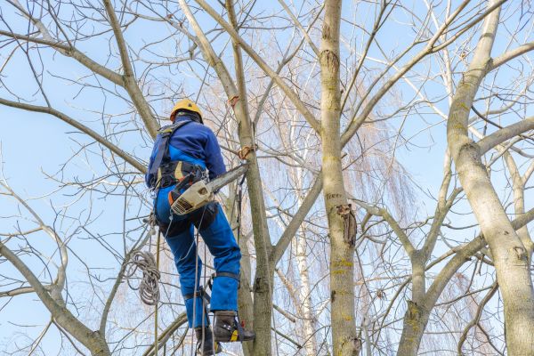 Large Tree Trimming in Novato
