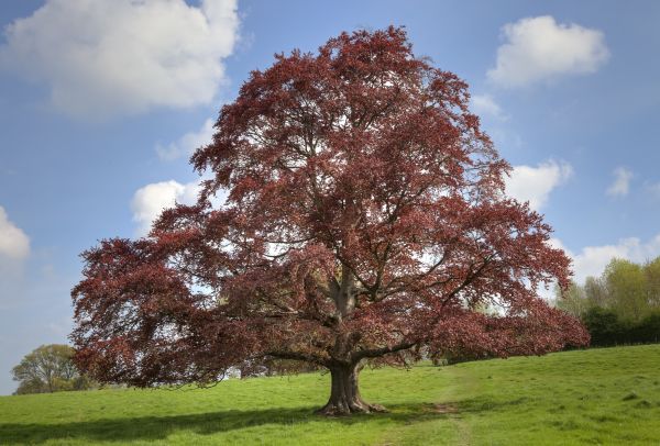 Beech Tree Pruning in Novato