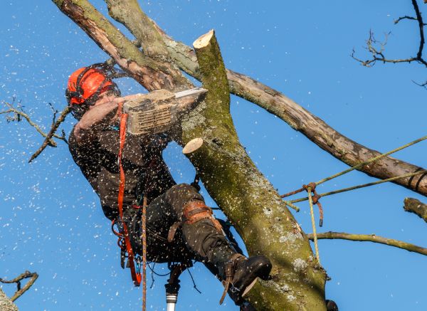 Tree Trimming Service in Novato