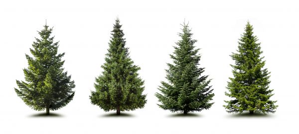 Cost of Pine Tree Trimming in Novato