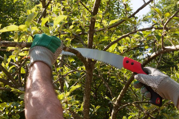 Apple Tree Trimming in Novato